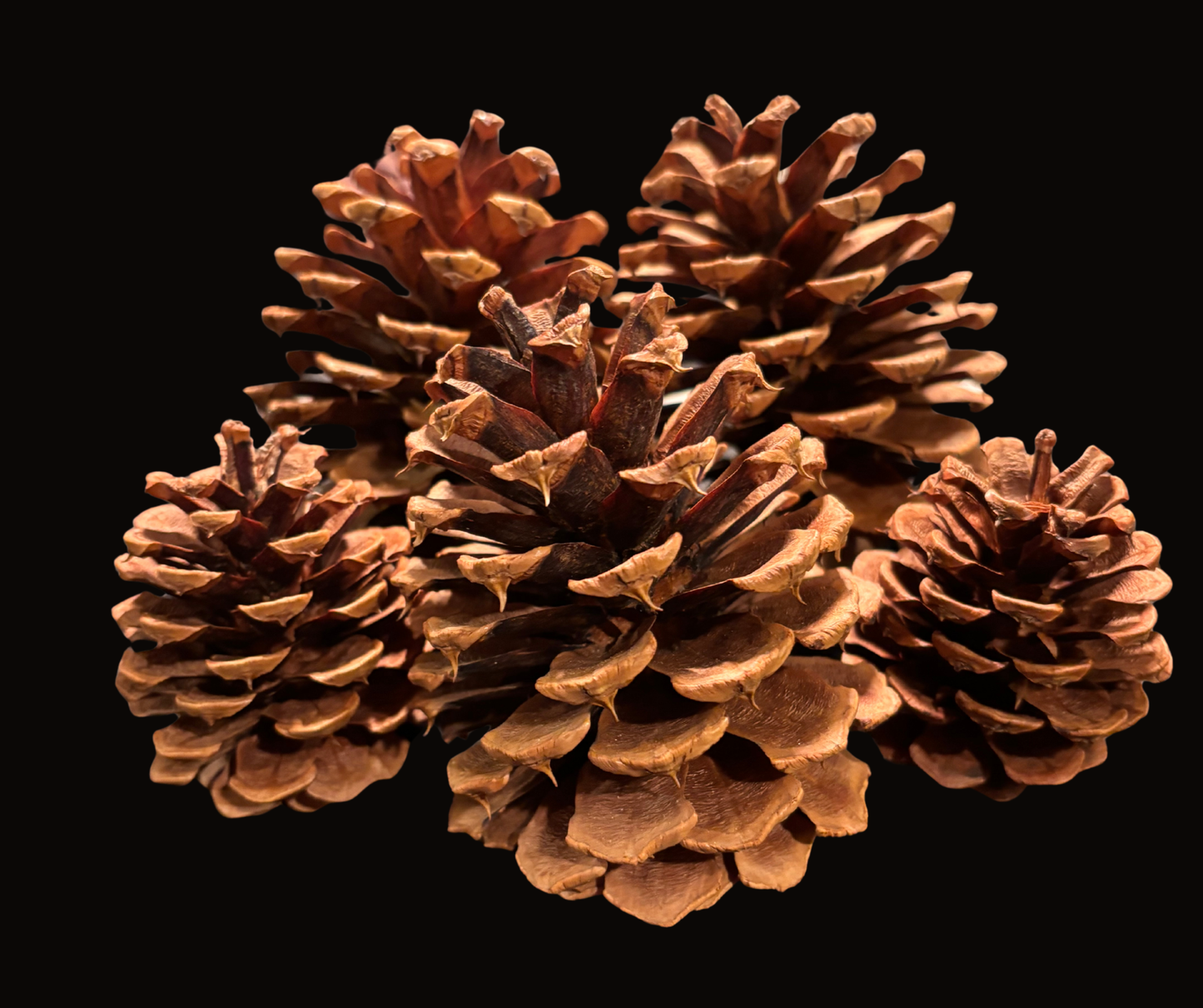 Ponderosa Pinecones (5 Pack) – Natural Pinecones for Crafts, Wreaths & Rustic DIY Decor