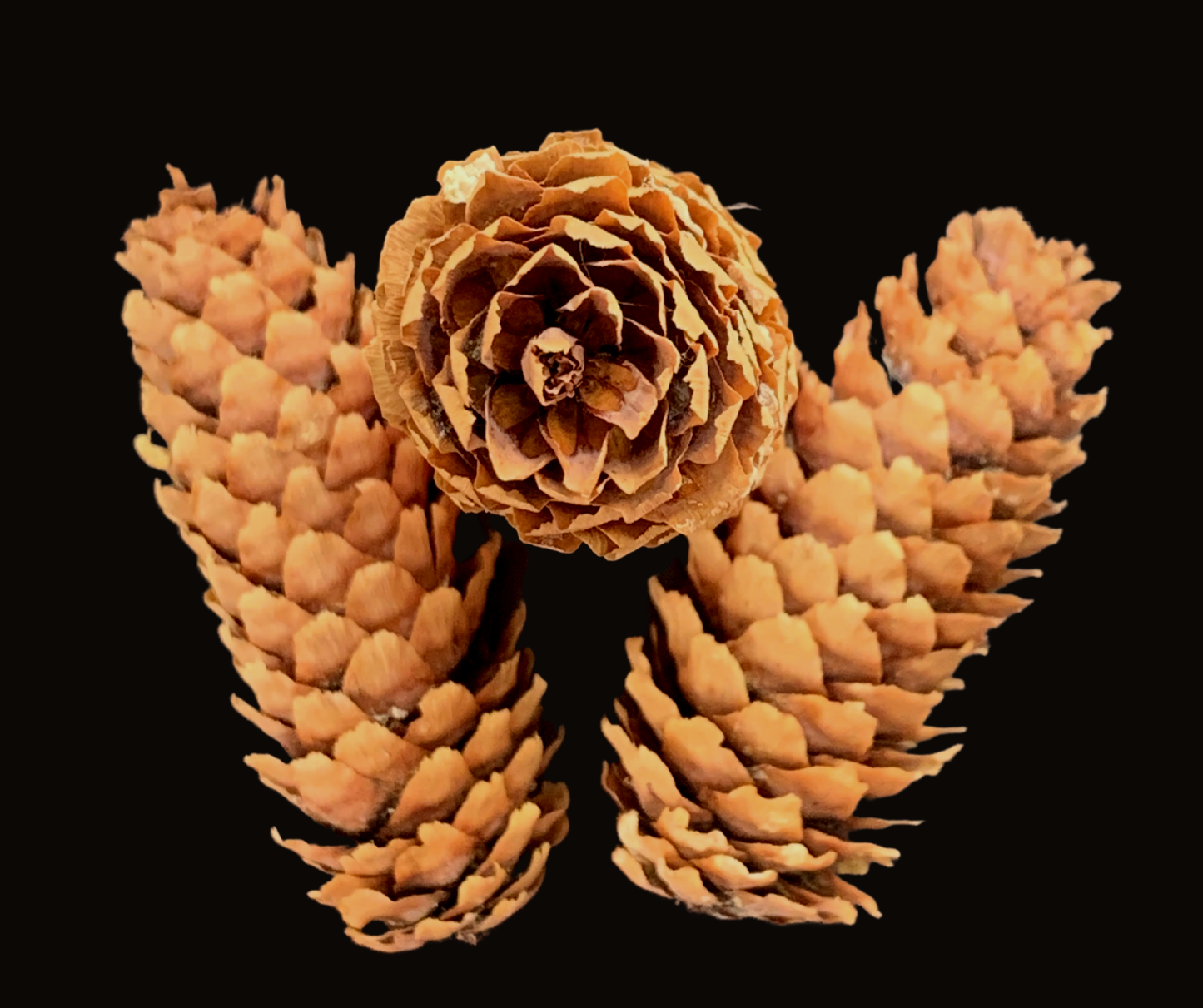 Blue Spruce Pinecones ~ Set of 3