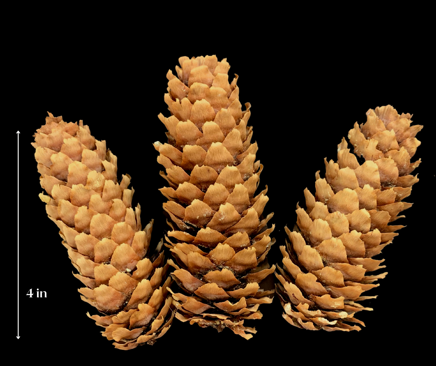Blue Spruce Pinecones ~ Set of 3