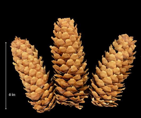 Blue Spruce Pinecones ~ Set of 3