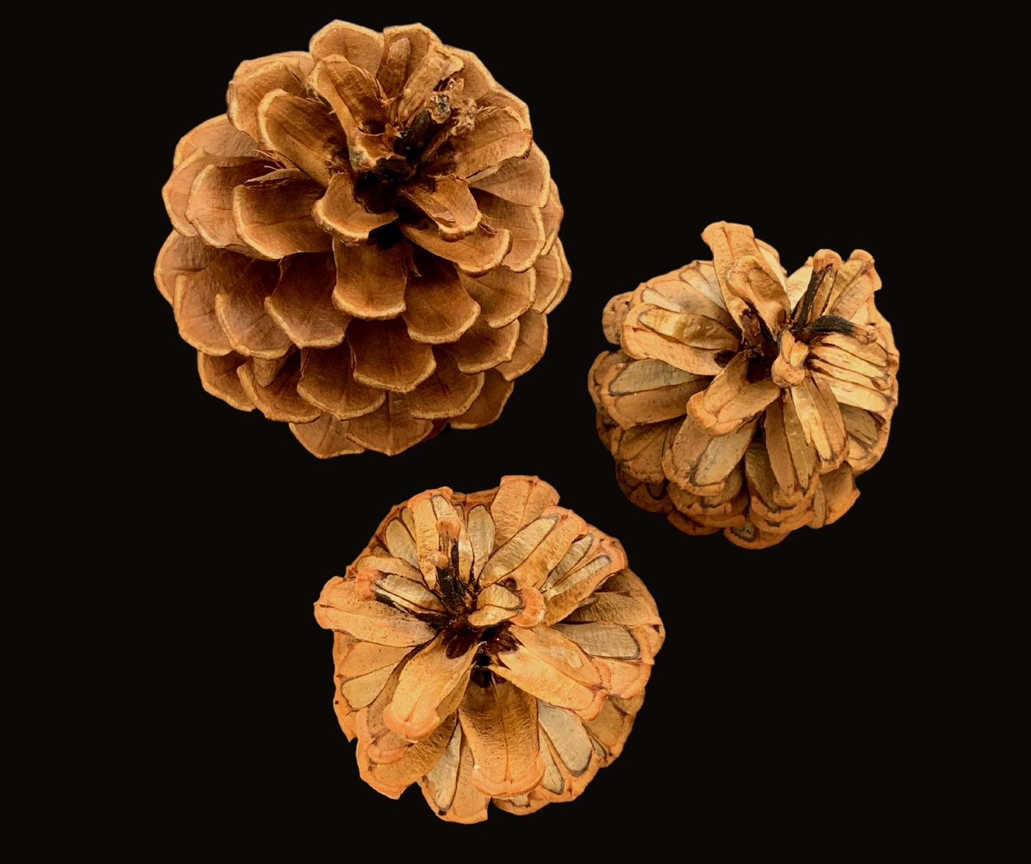 Reversable Pinecones Red (Set of 3)