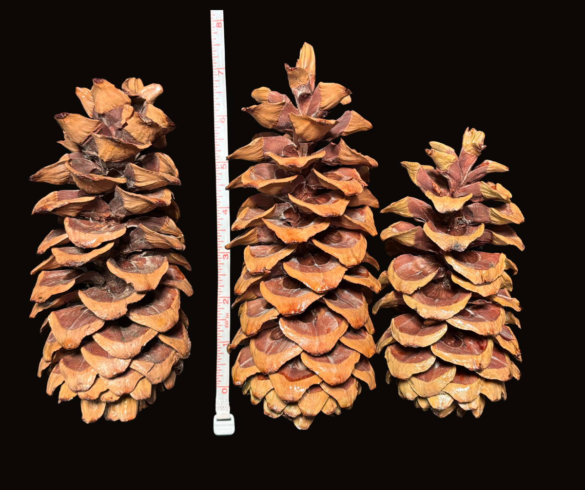 Bundle of 3 Extra Large Pinecones for DIY Crafts ~ Natural Colorado ...