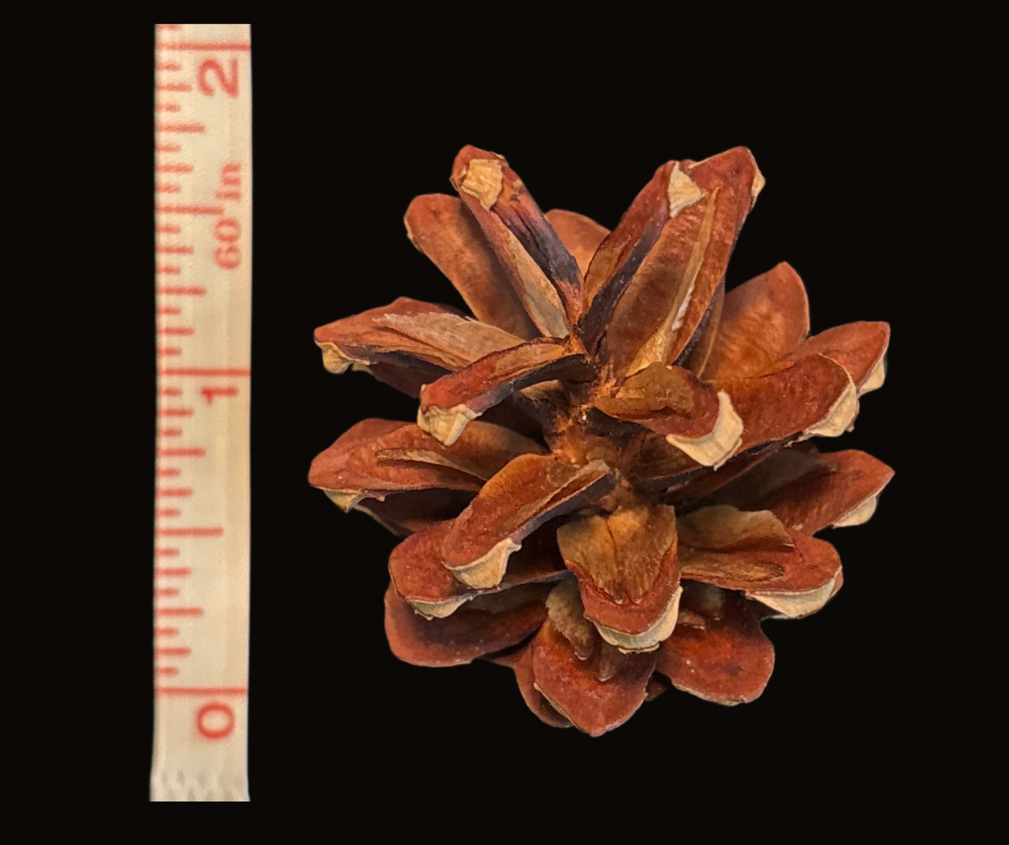 Mini Pinecones for Crafts (25 Pack) – Small Pinecones for DIY Wreaths, Rustic Home Decor & Seasonal Projects