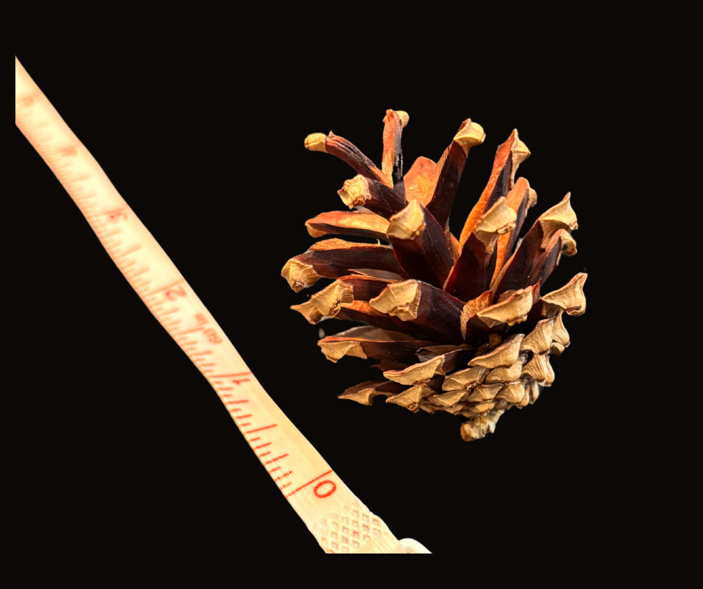 Mini Pinecones for Crafts (25 Pack) – Small Pinecones for DIY Wreaths, Rustic Home Decor & Seasonal Projects