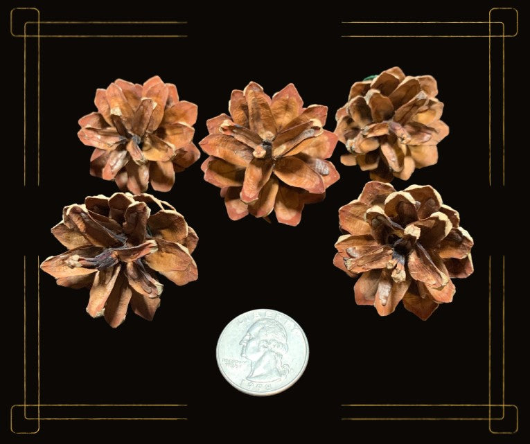 Adorable Mini-Pinecone Set of 5