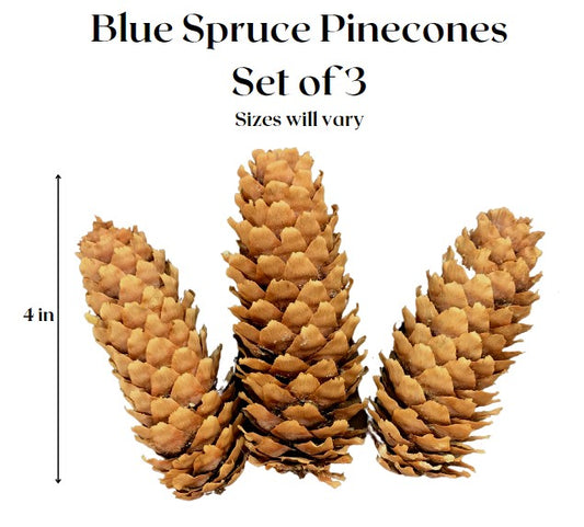 Blue Spruce Pinecones ~ Set of 3