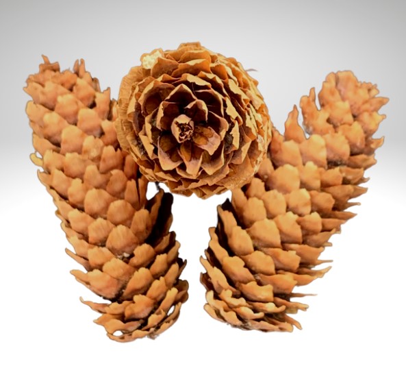 Blue Spruce Pinecones ~ Set of 3