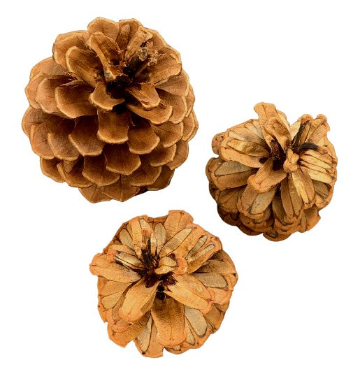 Reversable Pinecones Red (Set of 3)